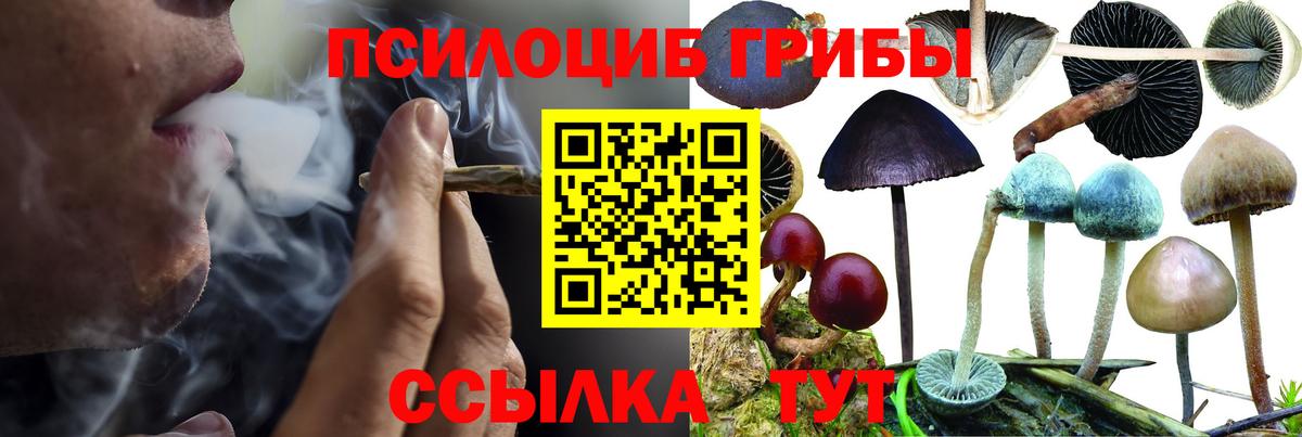 Чита  Псилоцибиновые грибы Cubensis  Вход с VPN 